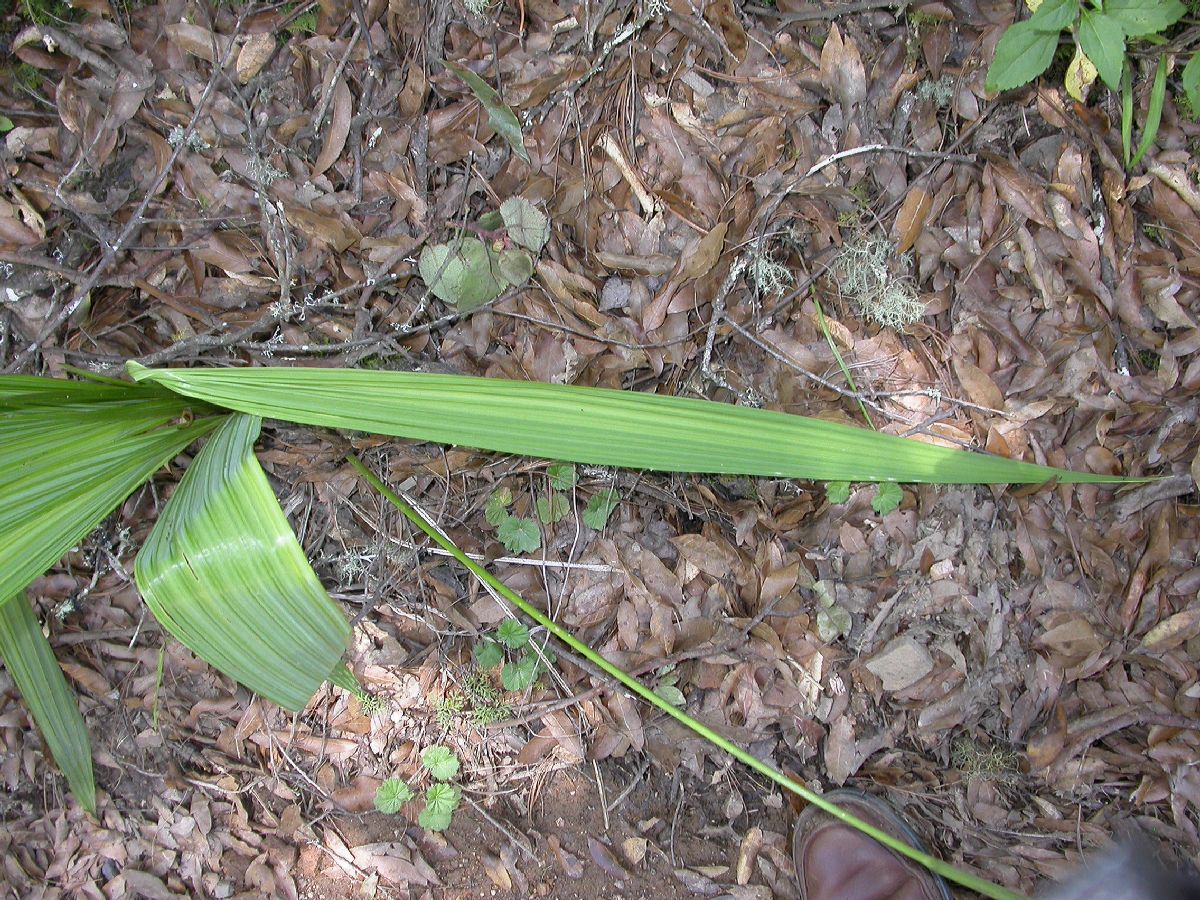 Iridaceae Tigridia 