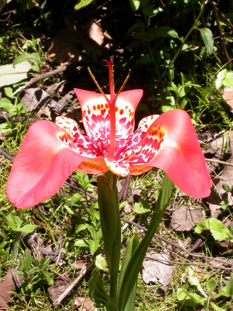 Iridaceae Tigridia 