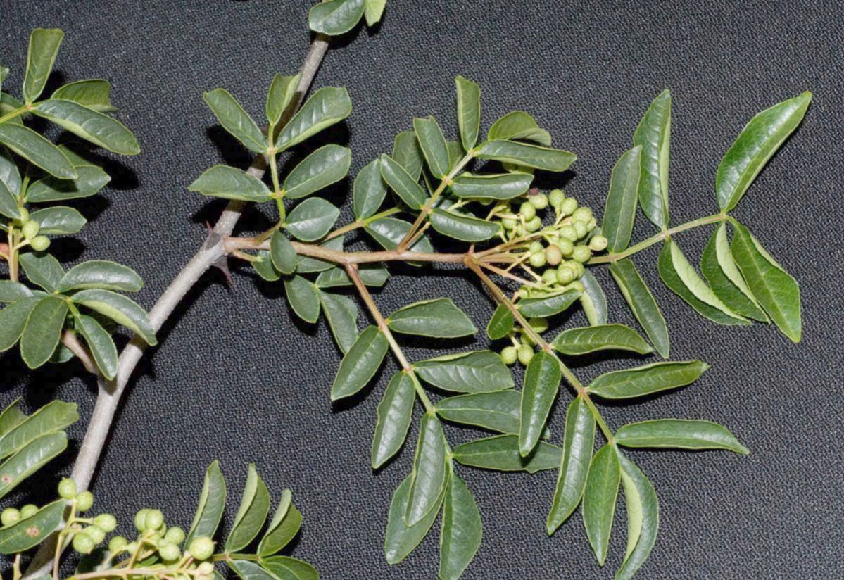 Rutaceae Zanthoxylum 