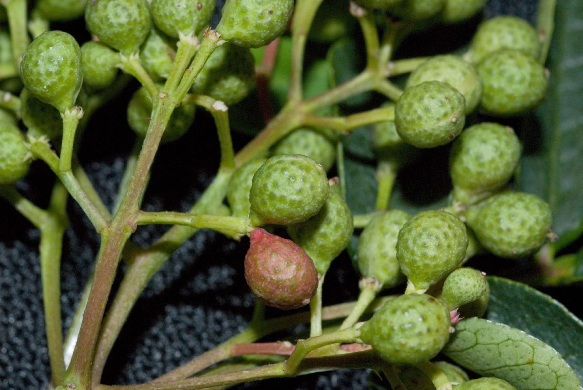 Rutaceae Zanthoxylum 