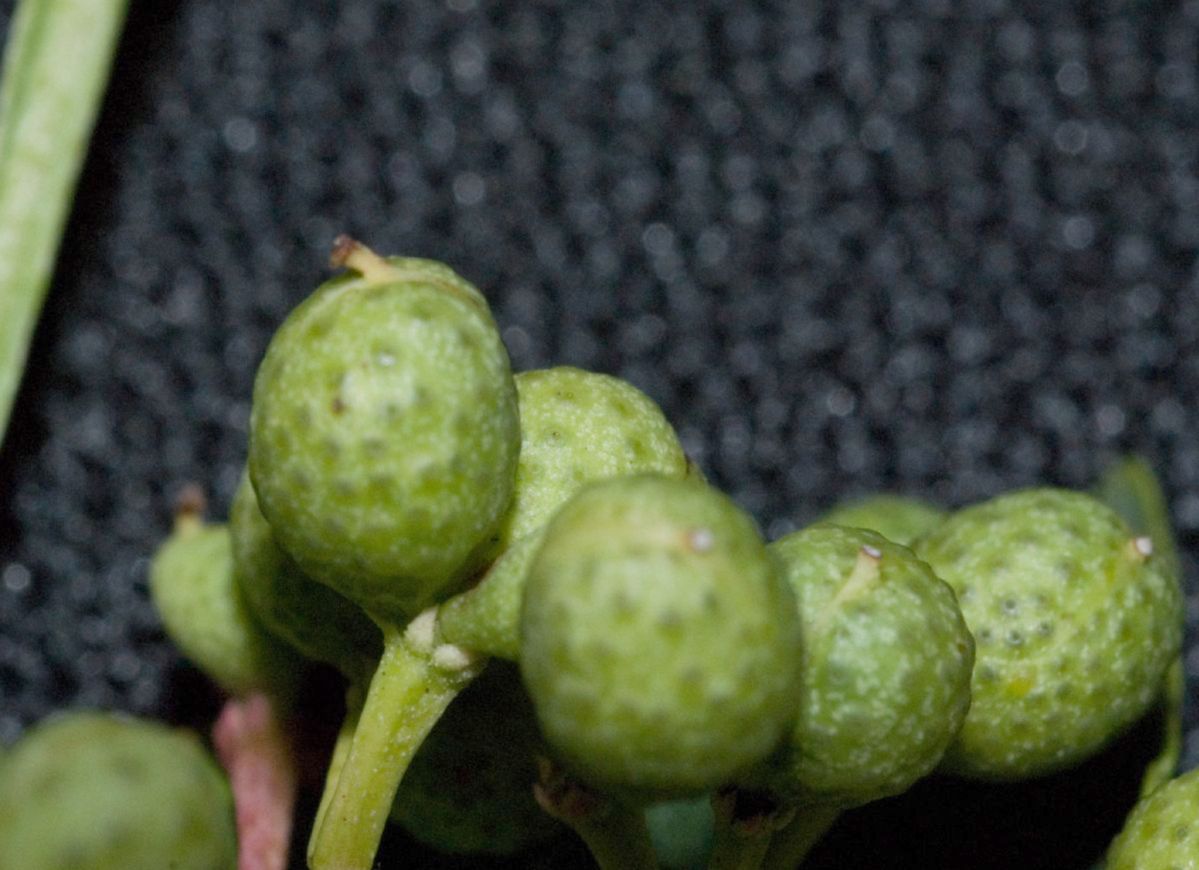 Rutaceae Zanthoxylum 