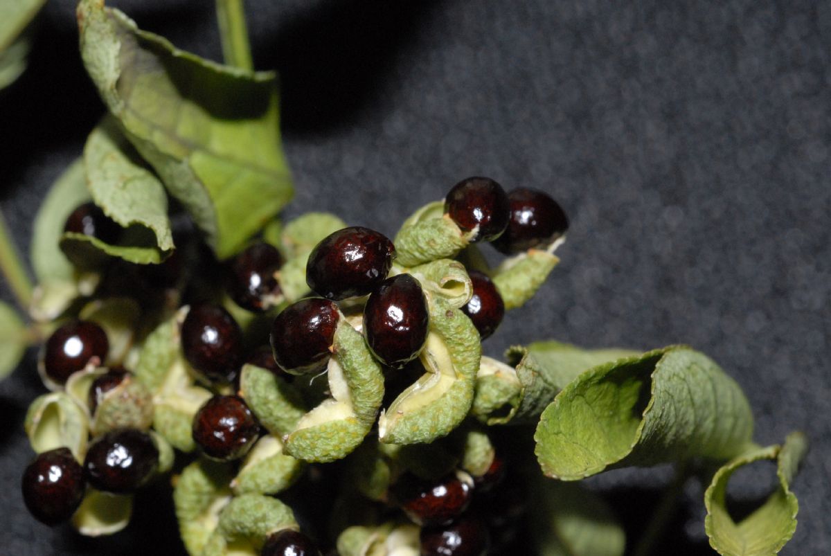 Rutaceae Zanthoxylum 