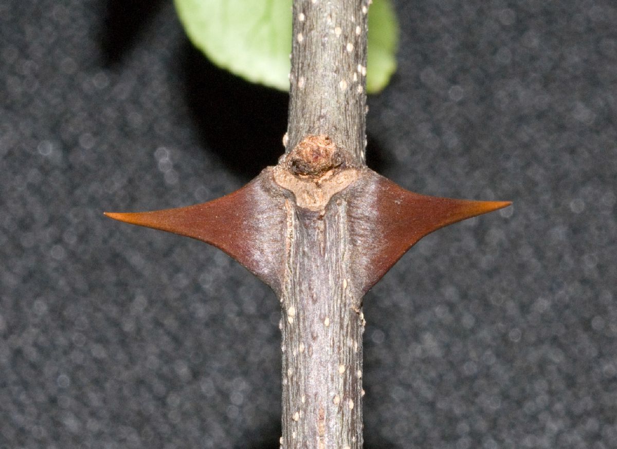 Rutaceae Zanthoxylum 