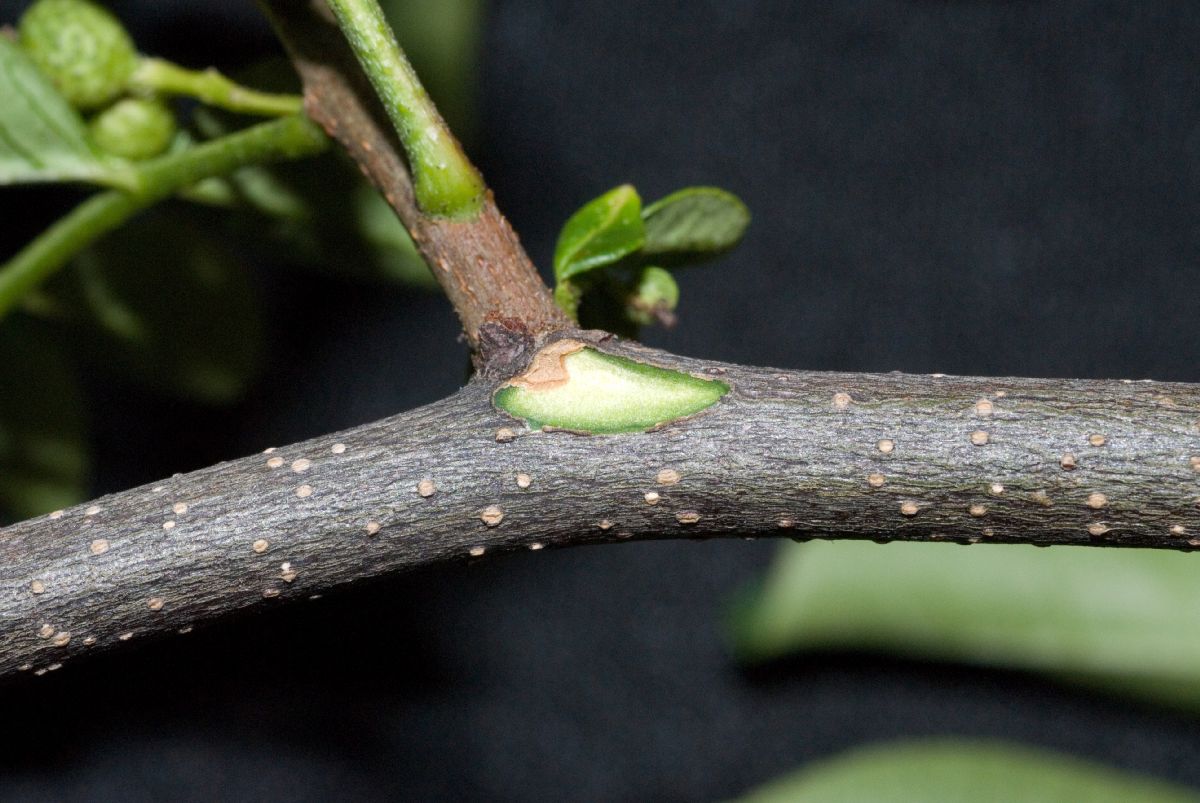 Rutaceae Zanthoxylum 