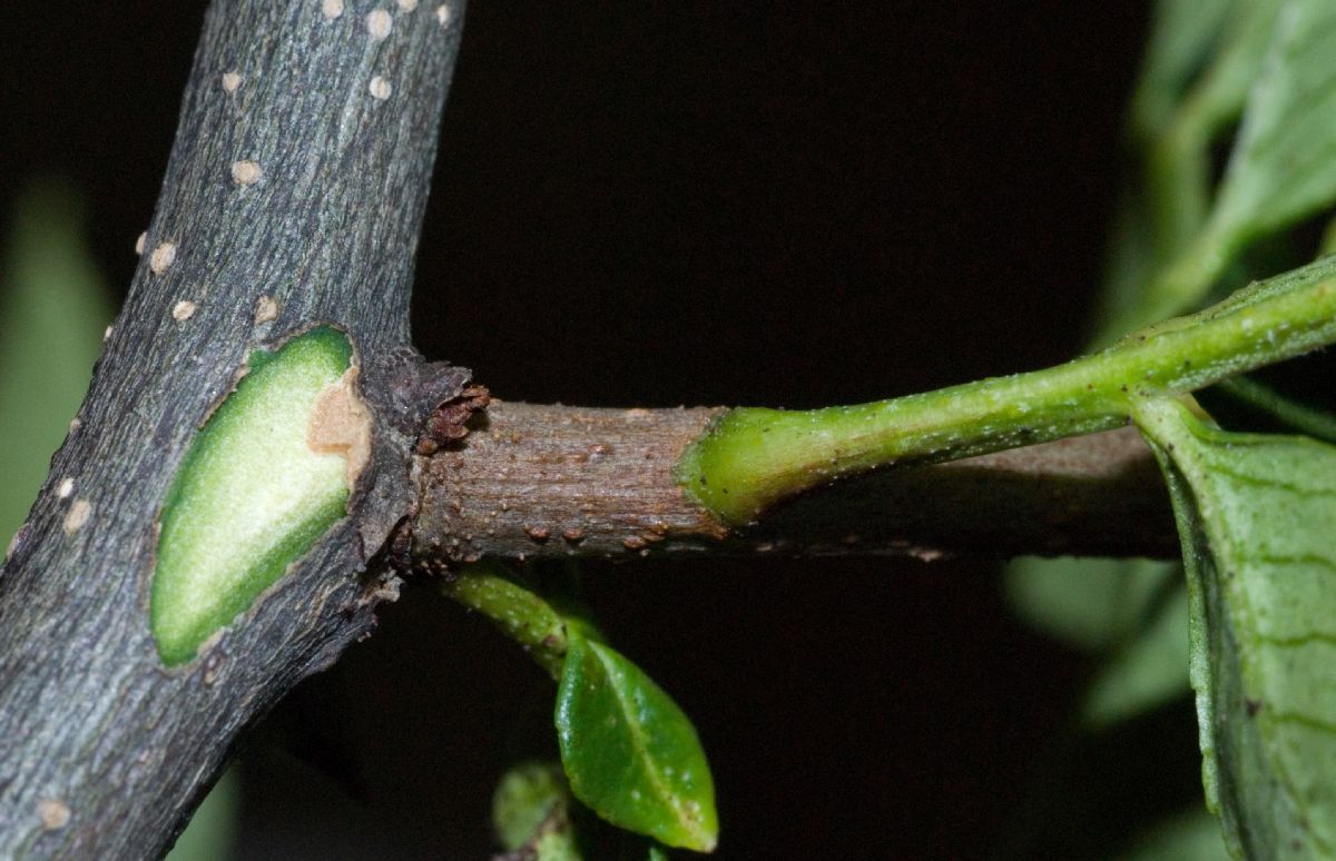 Rutaceae Zanthoxylum 