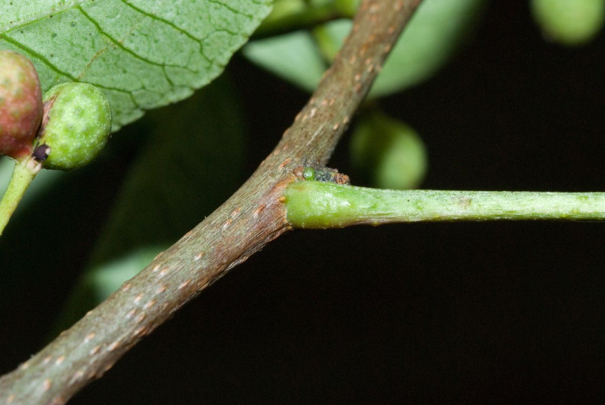 Rutaceae Zanthoxylum 