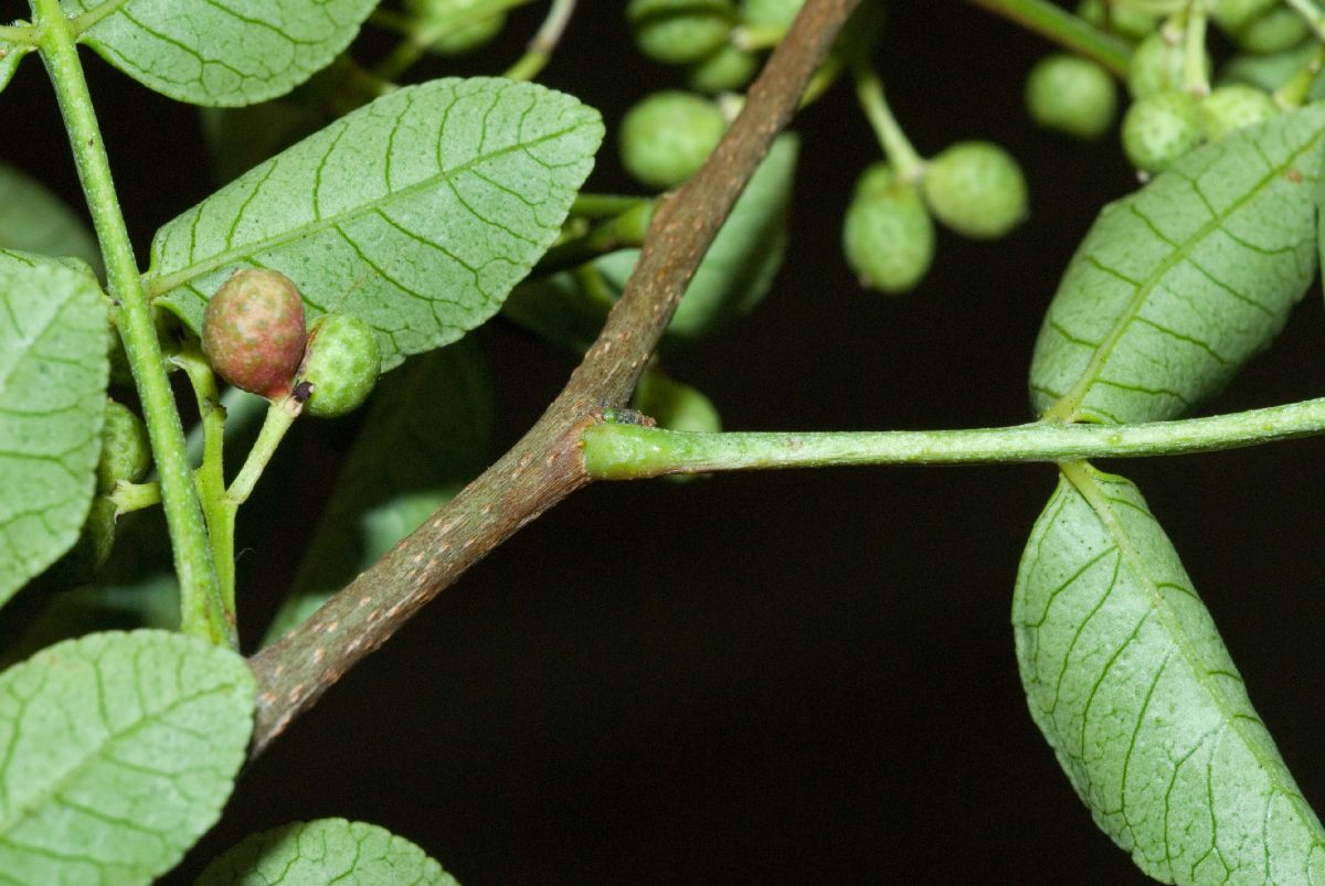 Rutaceae Zanthoxylum 