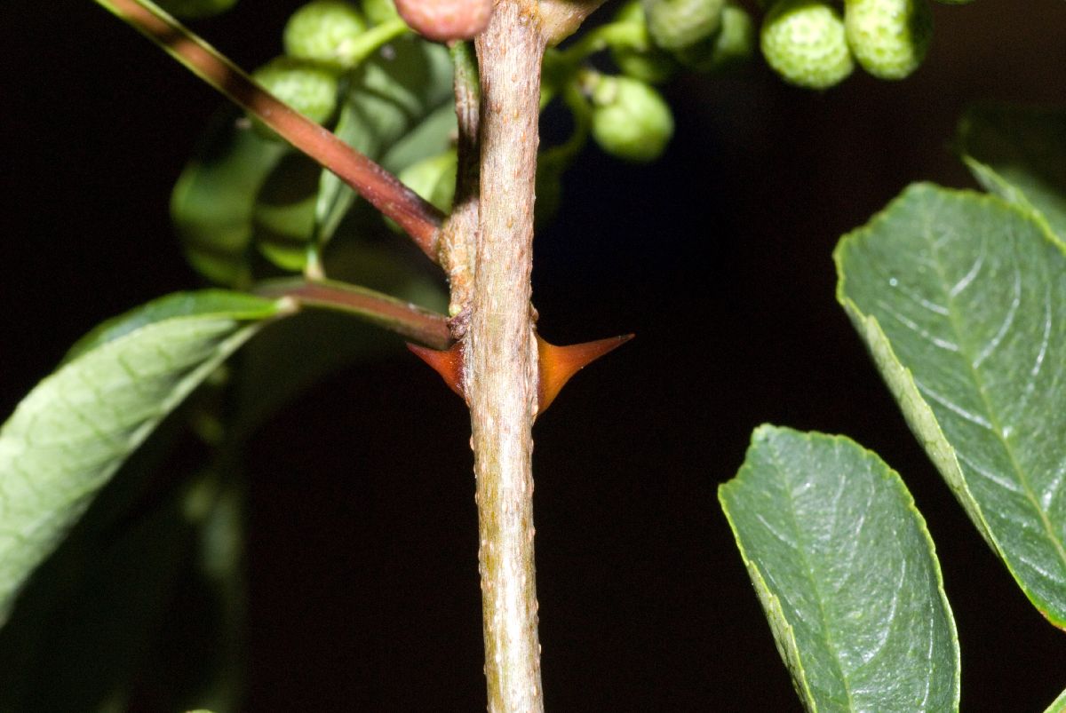 Rutaceae Zanthoxylum 