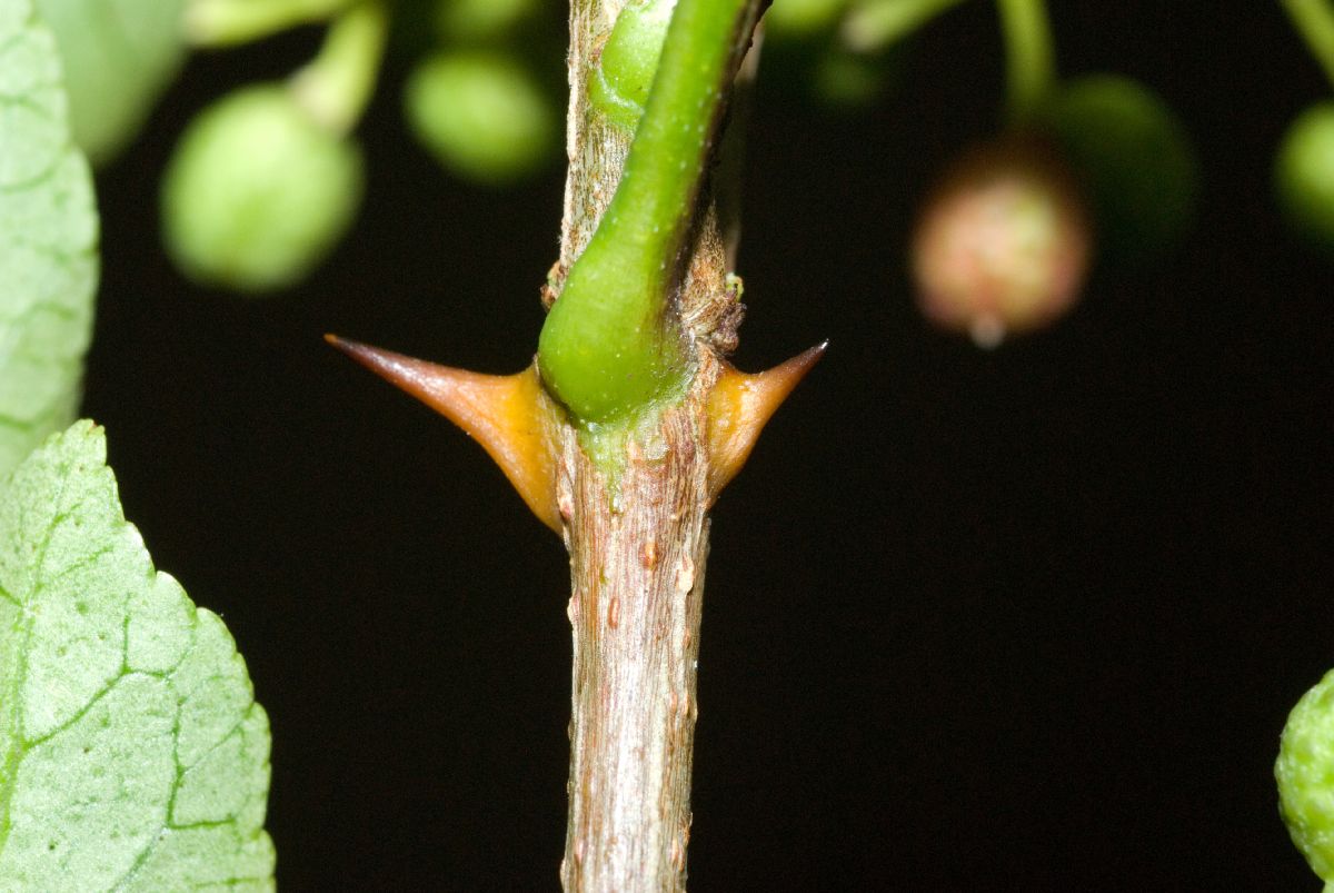 Rutaceae Zanthoxylum 