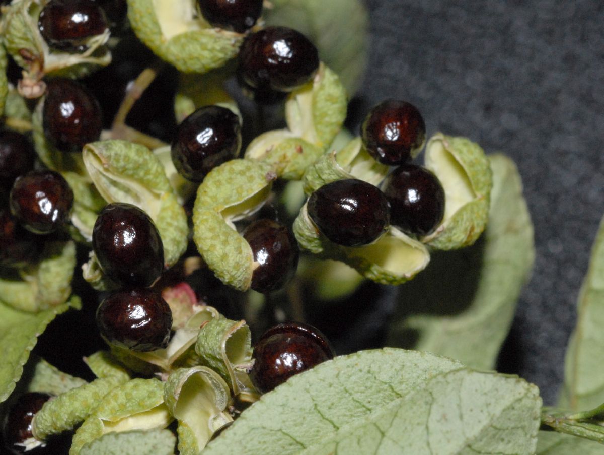 Rutaceae Zanthoxylum 