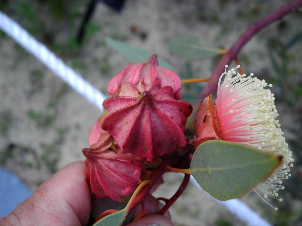 Myrtaceae Eucalytus kingsmillii