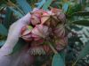 image of Eucalytus kingsmillii