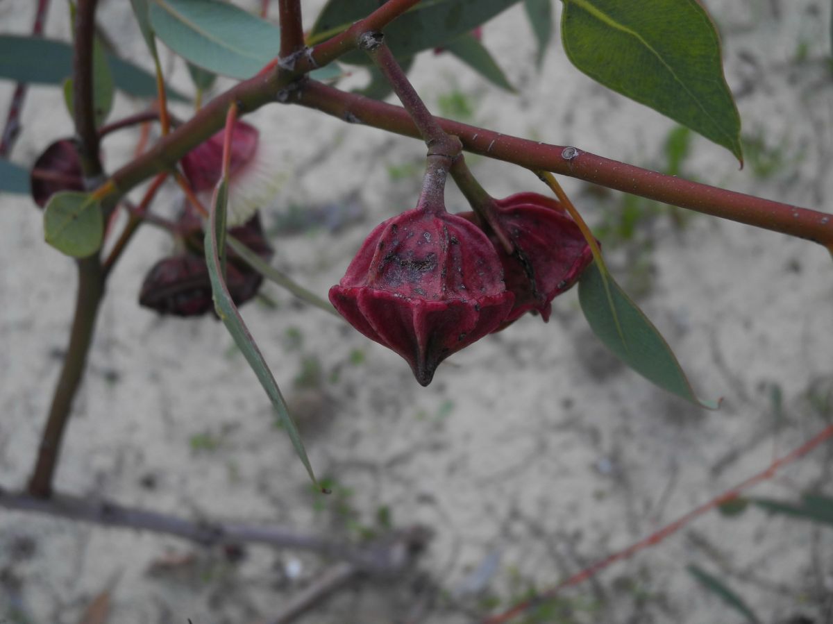 Myrtaceae Eucalytus kingsmillii