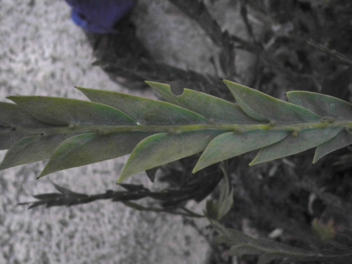 Fabaceae Acacia 