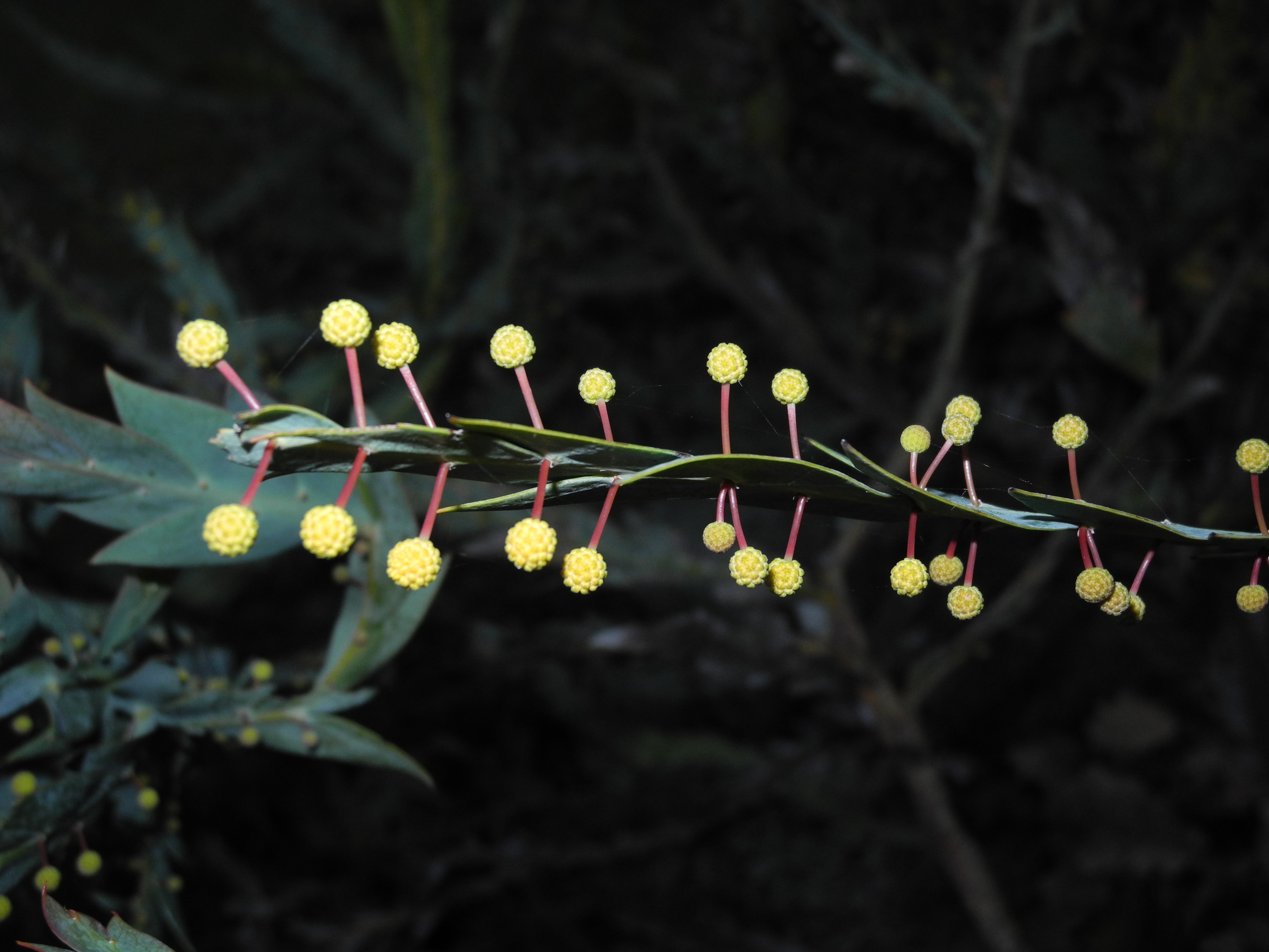 Fabaceae Acacia 