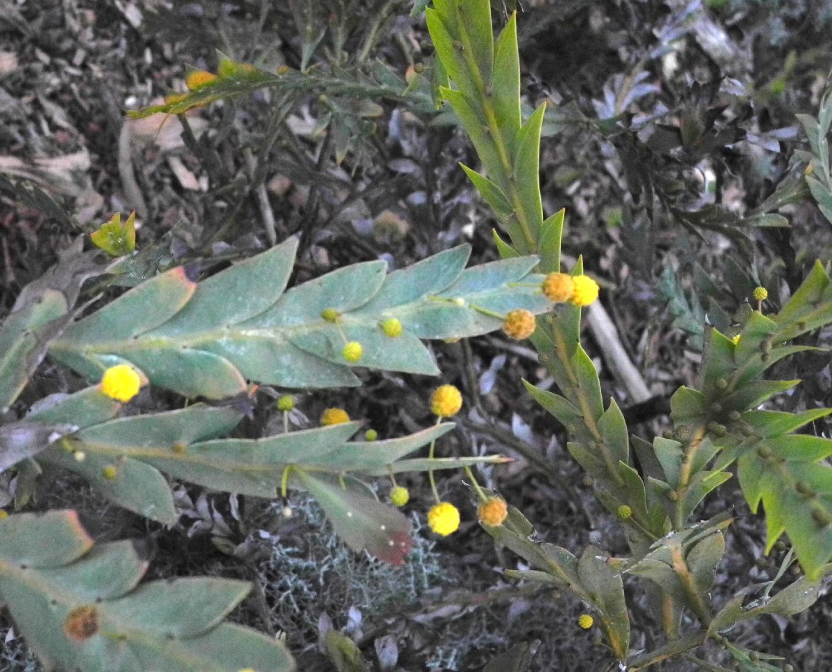 Fabaceae Acacia 