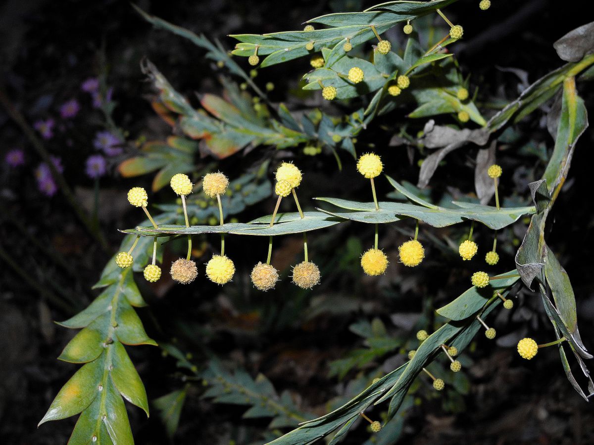 Fabaceae Acacia 