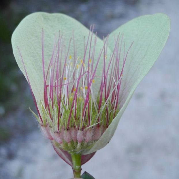 Thymelaeaceae Pimelea physodes