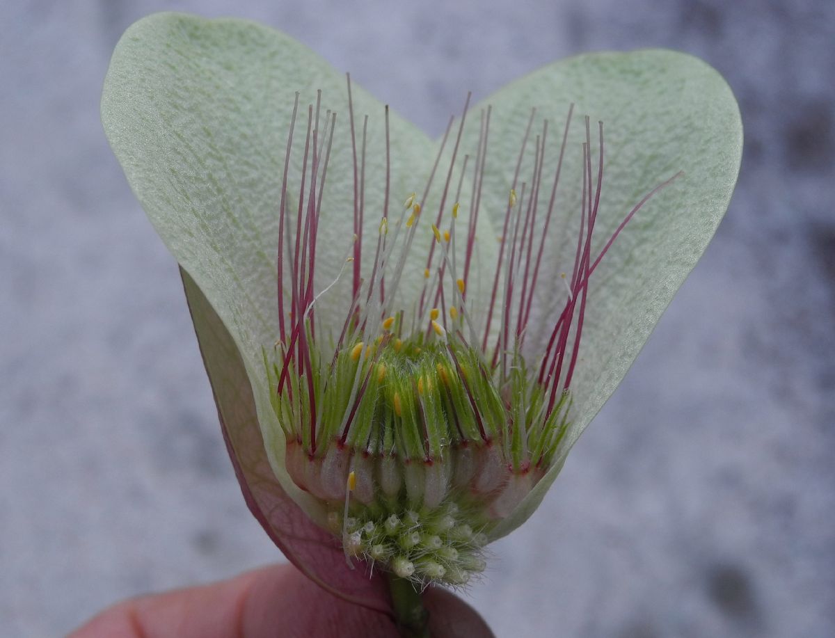 Thymelaeaceae Pimelea physodes