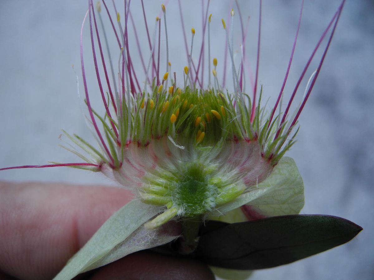 Thymelaeaceae Pimelea physodes