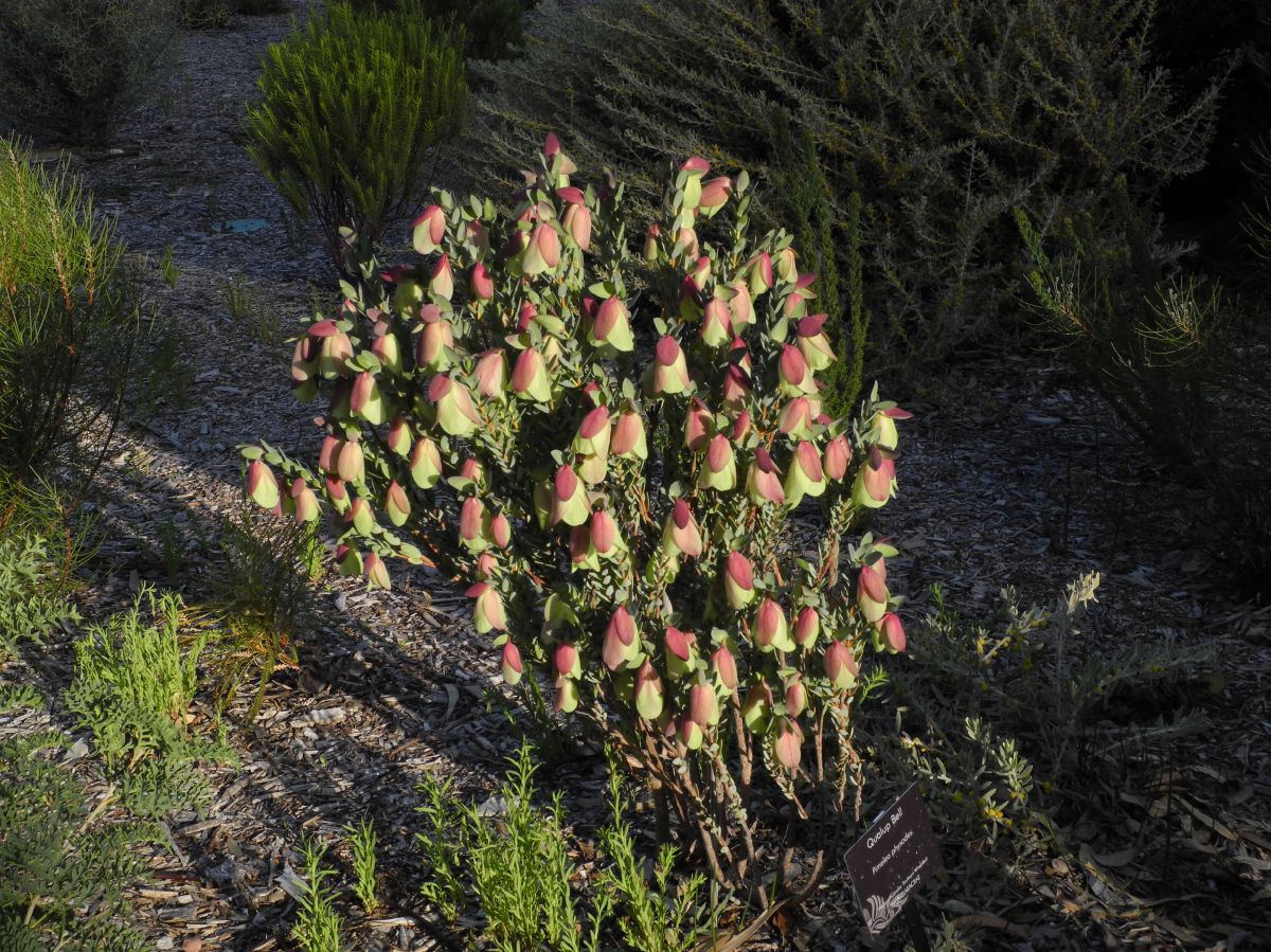 Thymelaeaceae Pimelea physodes