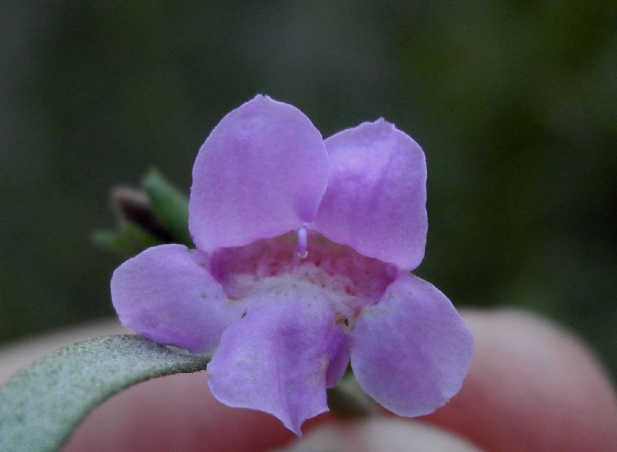 Scrophulariaceae Eremophila complanata