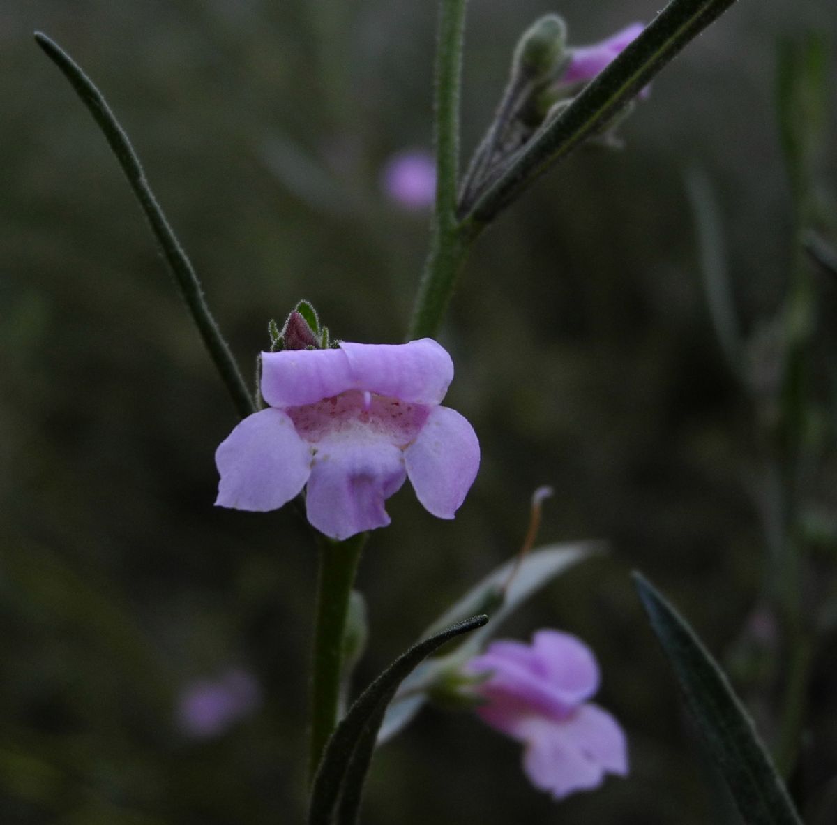 Scrophulariaceae Eremophila complanata