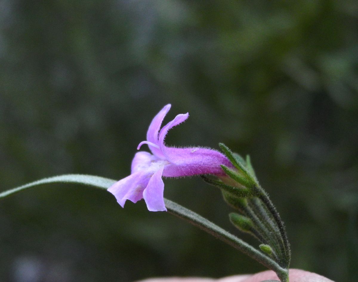 Scrophulariaceae Eremophila complanata