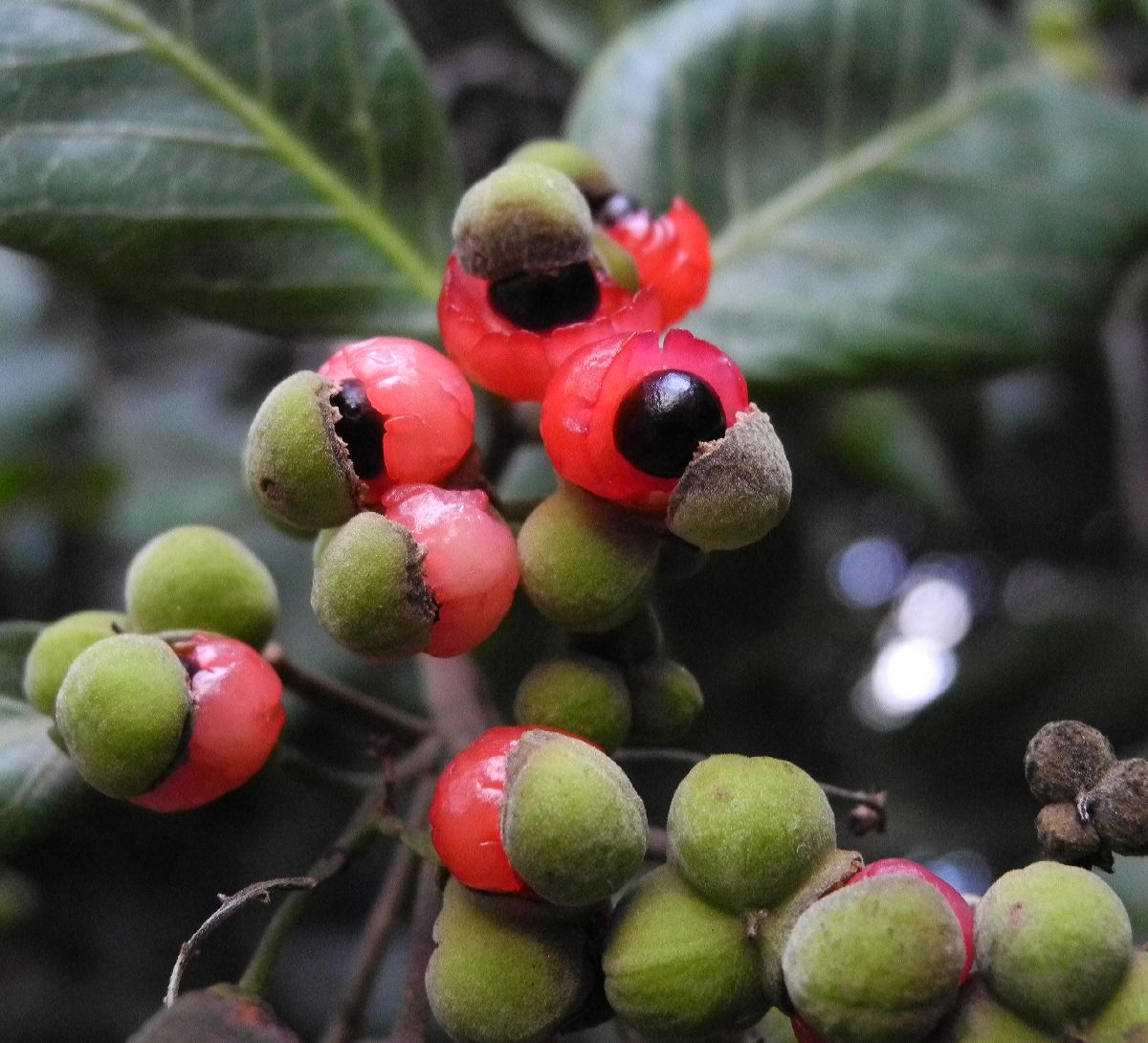 Sapindaceae Alectryon coriaceus