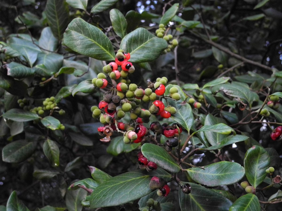 Sapindaceae Alectryon coriaceus