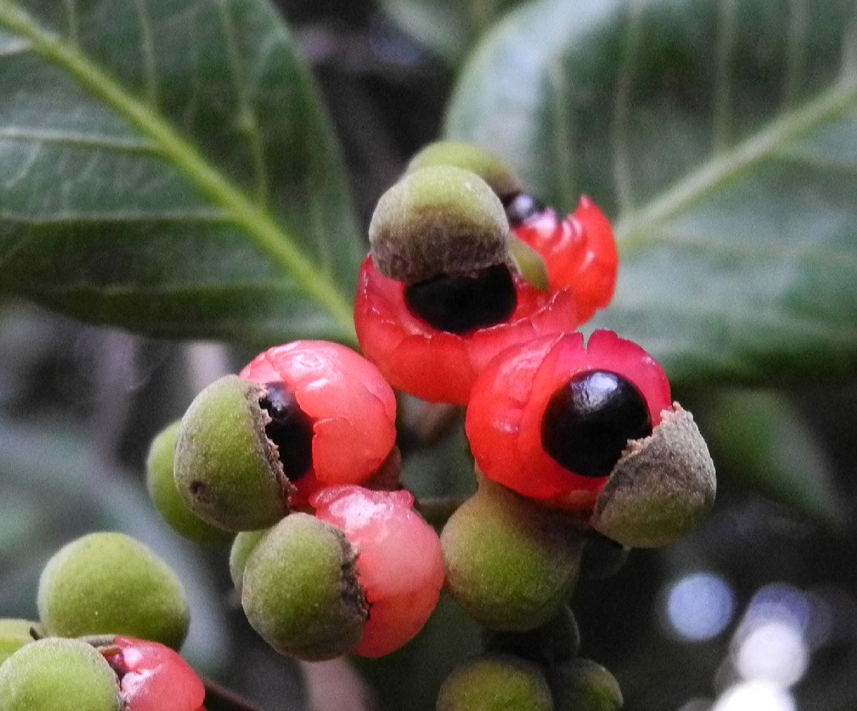 Sapindaceae Alectryon coriaceus