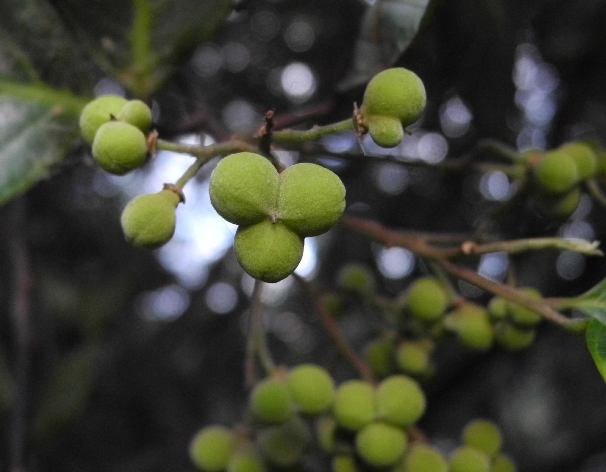 Sapindaceae Alectryon coriaceus