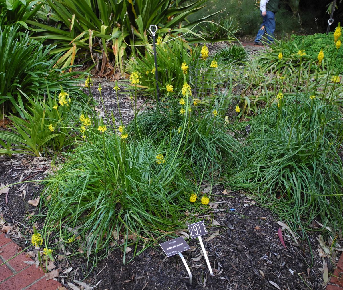 Asphodelaceae Bulbinella nutans