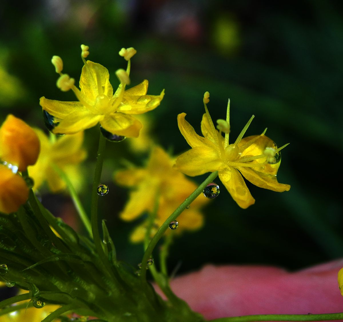 Asphodelaceae Bulbinella nutans