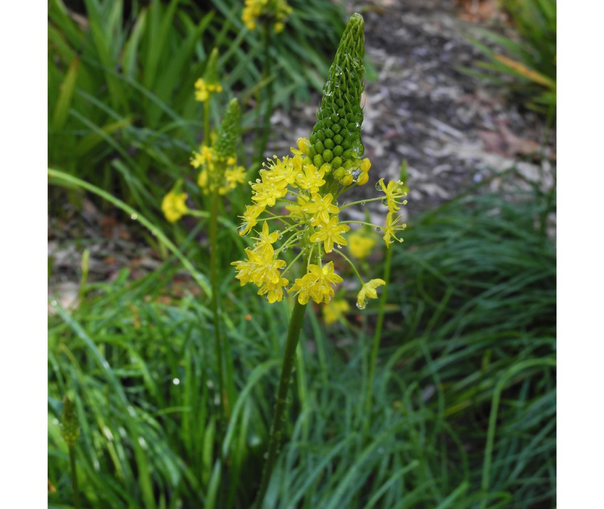 Asphodelaceae Bulbinella nutans