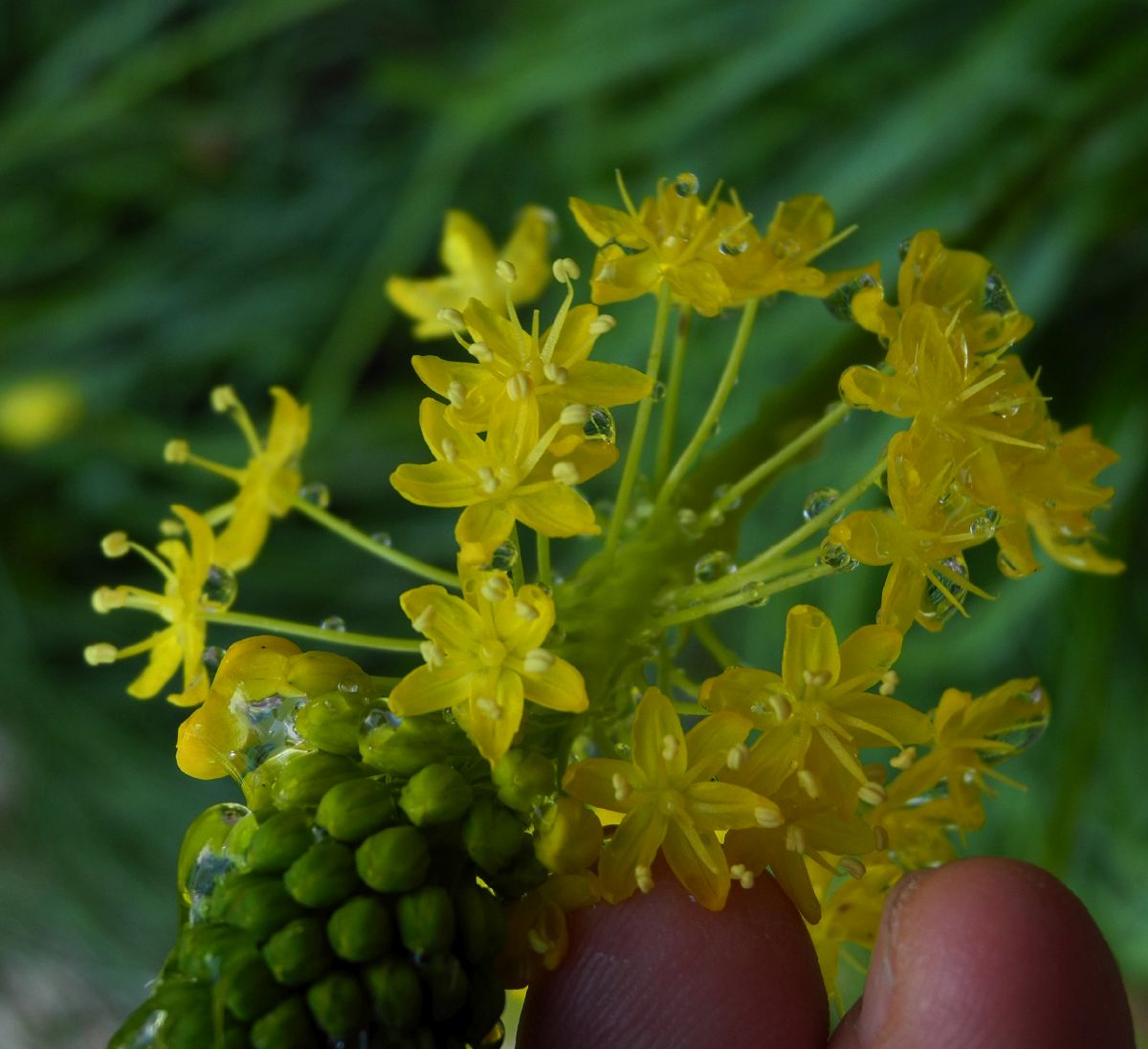 Asphodelaceae Bulbinella nutans