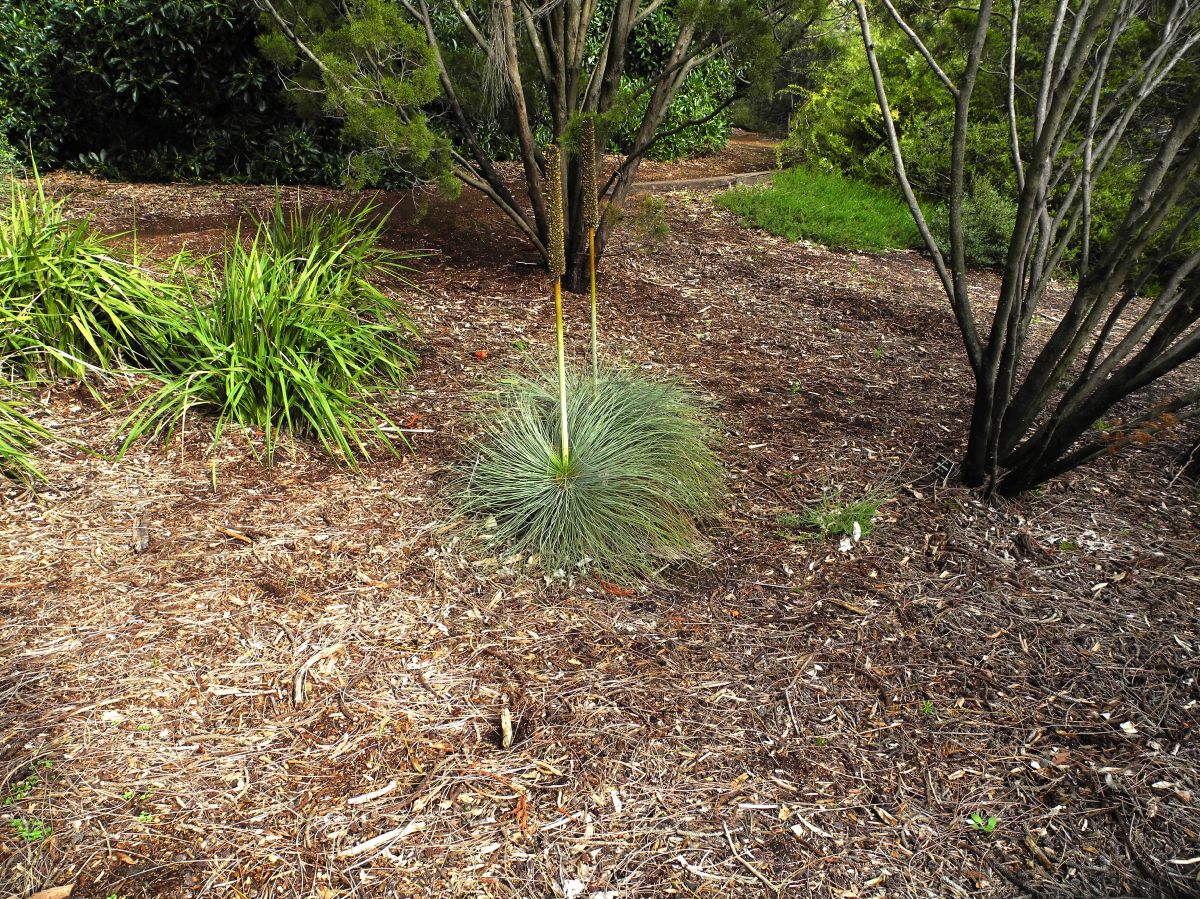 Asphodelaceae Xanthorrhoea quadrangulata