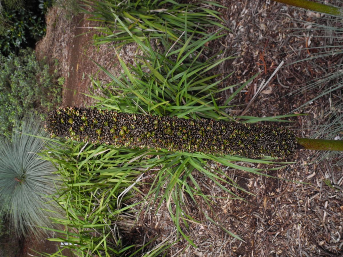 Asphodelaceae Xanthorrhoea quadrangulata