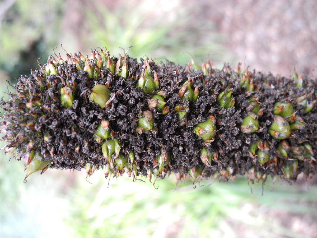 Asphodelaceae Xanthorrhoea quadrangulata