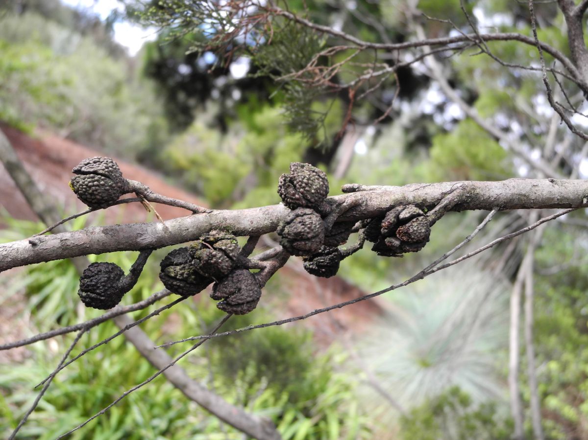 Cupressaceae Callitris verrucosa