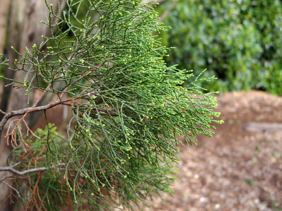 Cupressaceae Callitris verrucosa