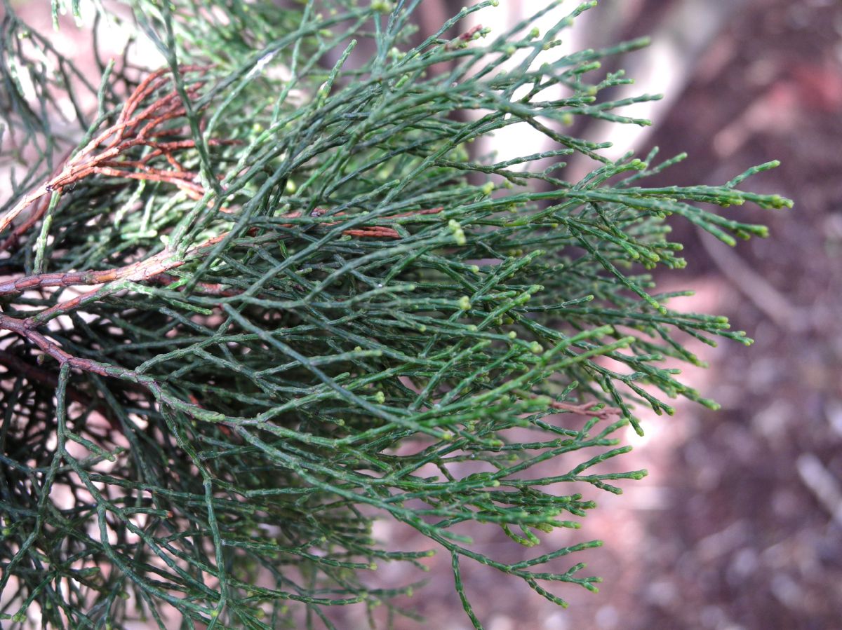 Cupressaceae Callitris verrucosa