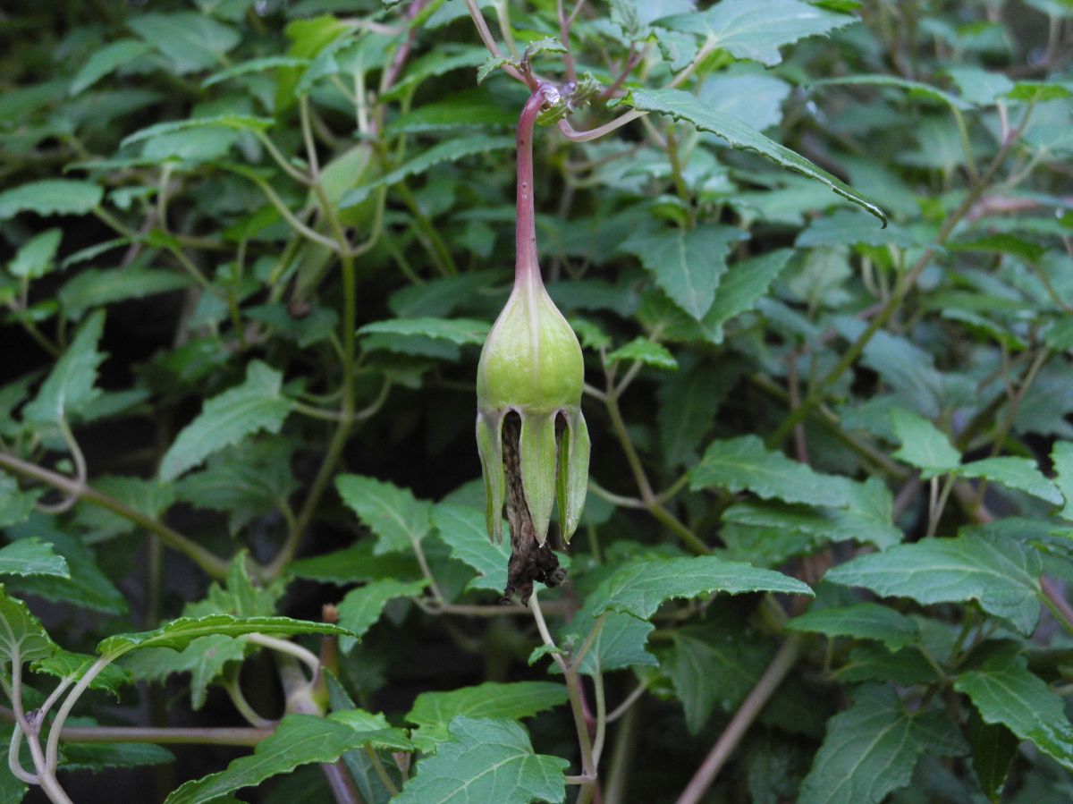Campanulaceae Canarina canariensis