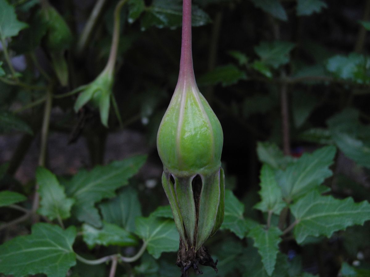 Campanulaceae Canarina canariensis