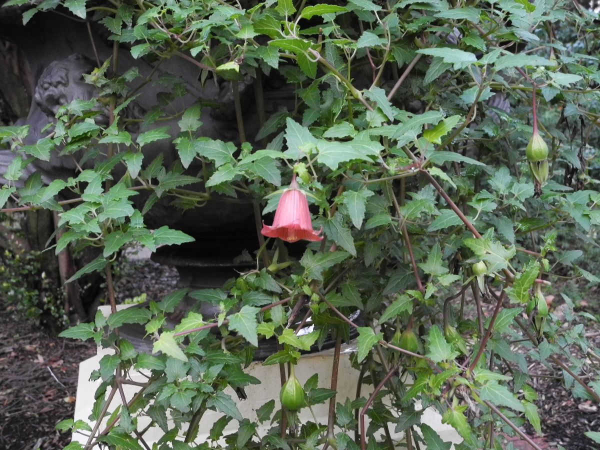 Campanulaceae Canarina canariensis