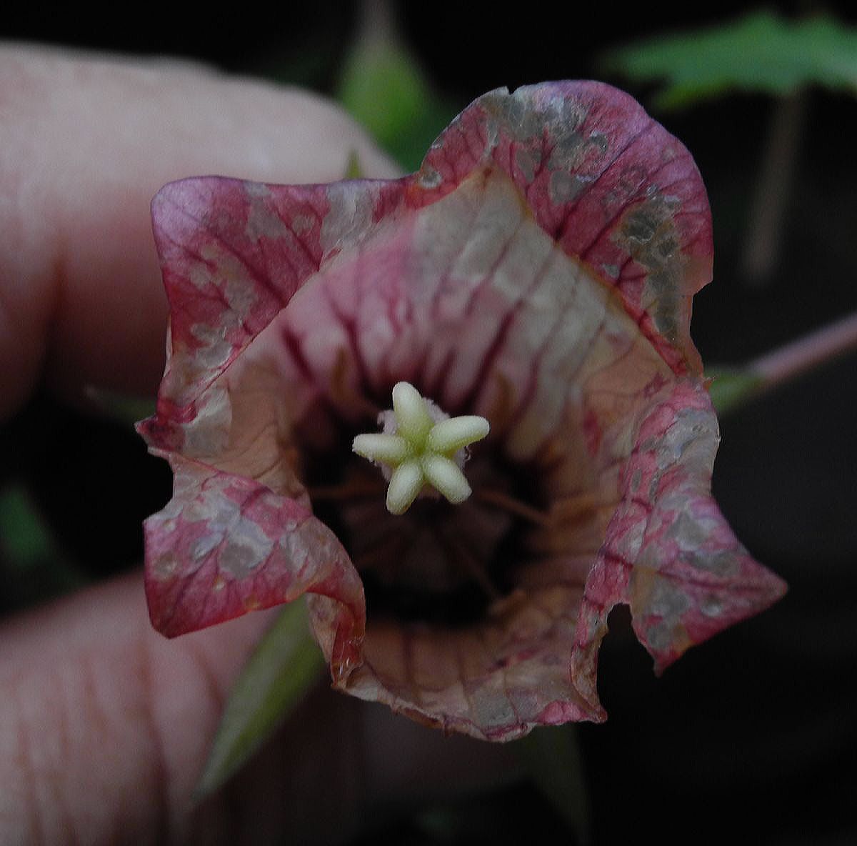 Campanulaceae Canarina canariensis