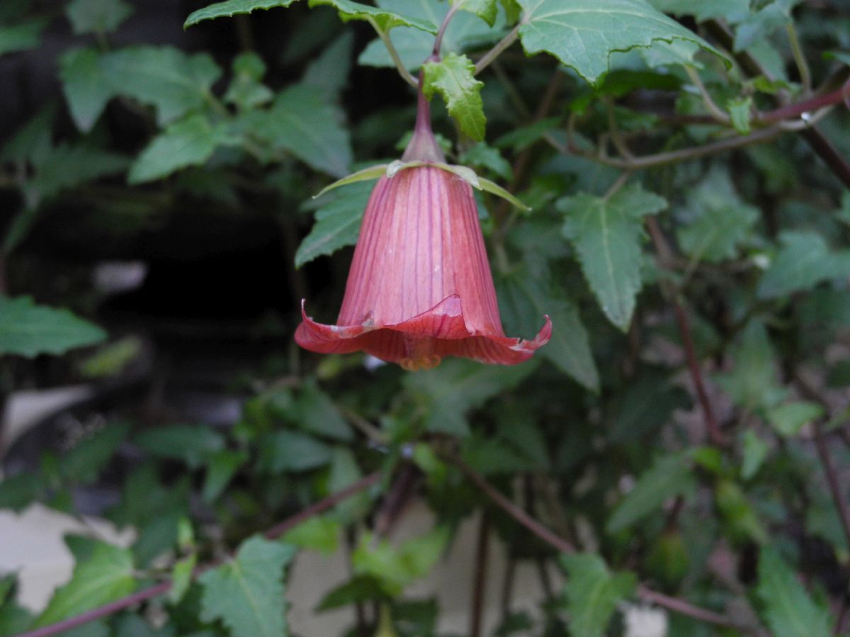 Campanulaceae Canarina canariensis