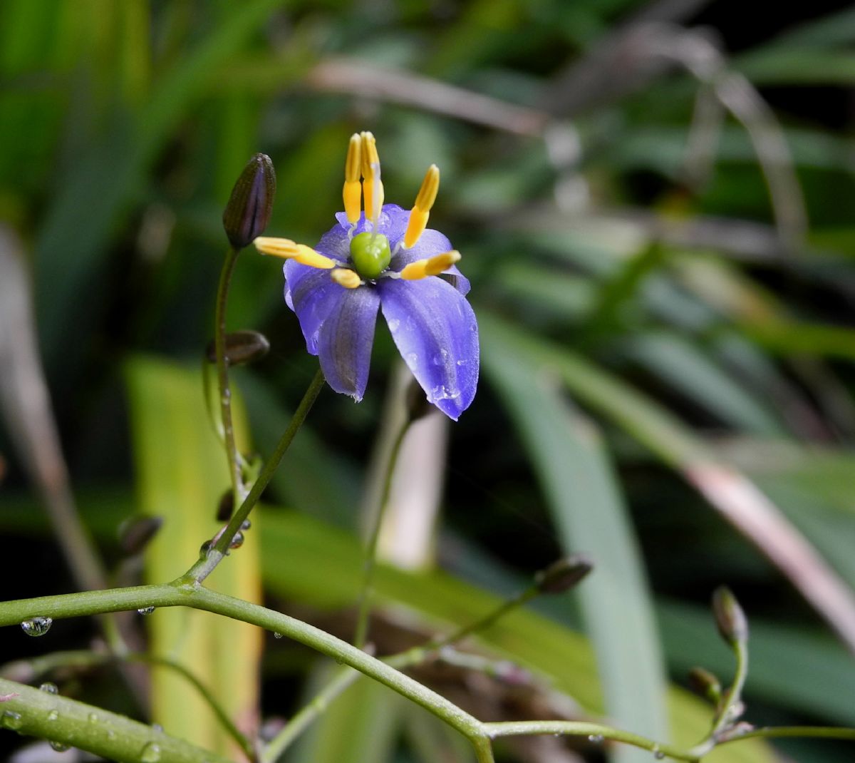 Asphodelaceae Dianella tasmanica