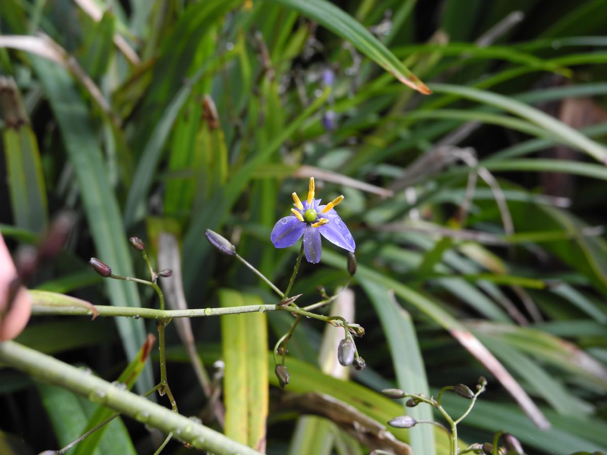 Asphodelaceae Dianella tasmanica