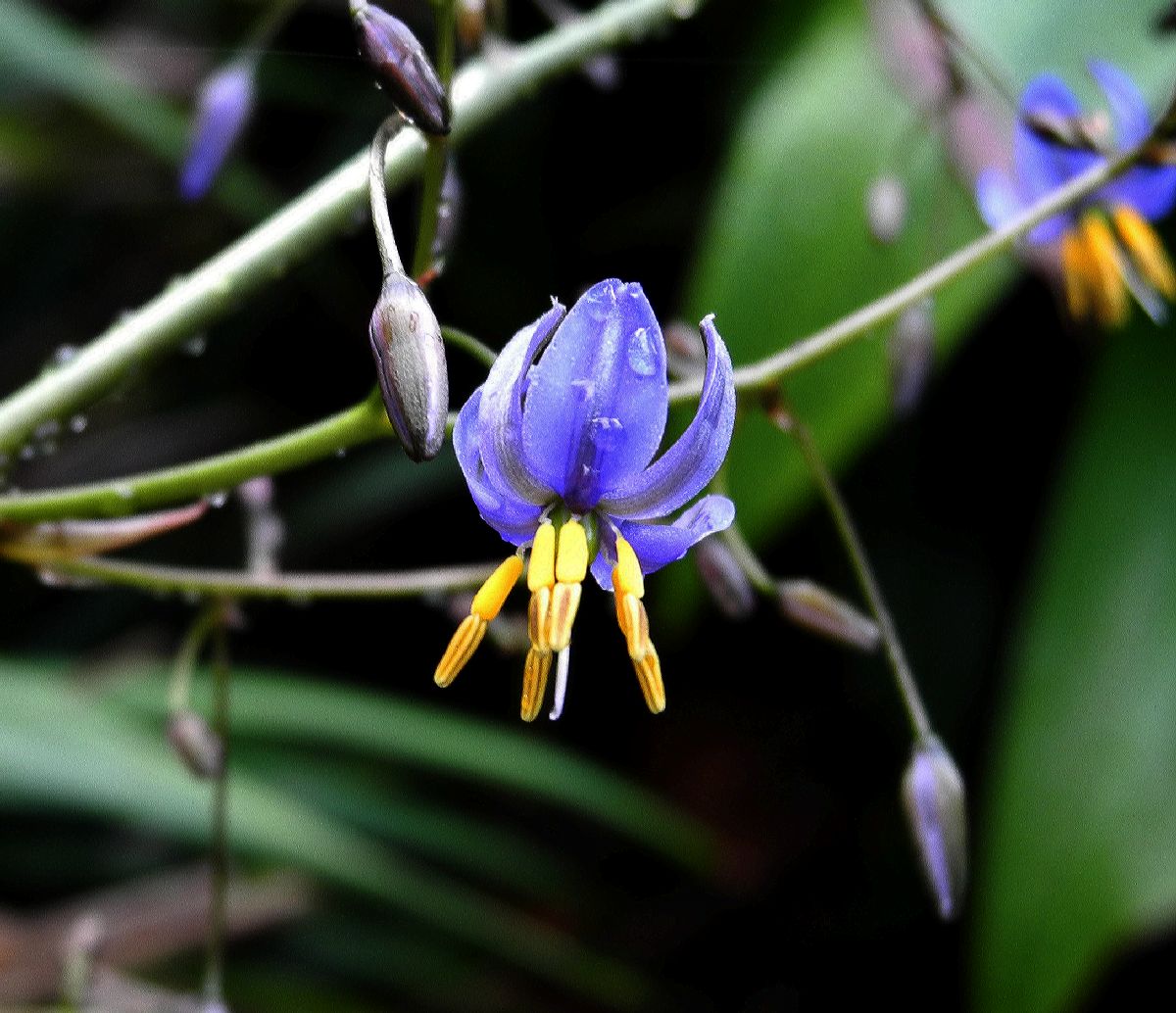 Asphodelaceae Dianella tasmanica